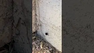 Black Widow vs Bug Spray #shorts