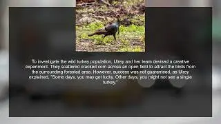 What is the reason for the increase in female wild turkeys hatching?
