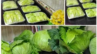 خزنى الكرنب بالطريقه دي وعمره ما يجلد منك ابدا وتحدى دى وقته يلا مستنيه ايه