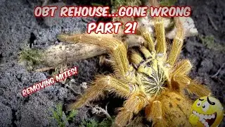 OBT Tarantula Rehouse - removing Tarantula mites!