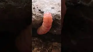 La oruga rosa par&aacute;sita #shorts #viral