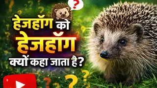 Why is a Hedgehog Called a Hedgehog? #viralvideo #facts #unknownfacts 