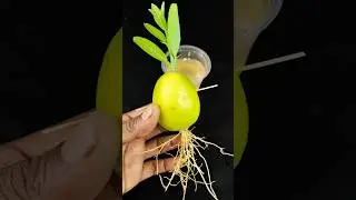 Easy way to grow lemon plant from lemon fruit at home || #reels #garden #highlights #gardening