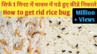 चावलों को साल भर के लिए स्टोर करने एवं चावलों से कीड़ा निकालने के लिए 9 अनोखे तरीके | How to store