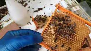 queen bee mating sign