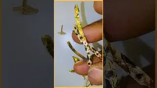 শাঁখা Sankha7gm| সুরজিৎ সামন্ত Gold Latestdesign making New collection design||GOLD DESIGNER SURAJIT