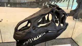 Real Dinosaur Bones in American Museum of Natural History #dinosaur#americanmuseumofnaturalhistory