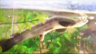 The Birth of Anableps