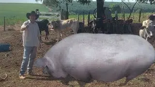 TOP CRIADOR TEM UM DOS MAIORES SUÍNOS DO MUNDO
