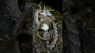 Why Snakes Always Swallow Prey Head-first 😮