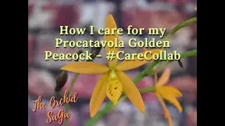 How I care for my Procatavola Golden Peacock - #CareCollab
