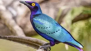Purple starling (Lamprotornis purpureus) | close view