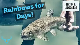 FLY FISHING from a FLOAT TUBE - RAINBOWS for days!