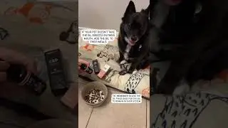 How to Safely Give Your Pets CBD Oil 🐾