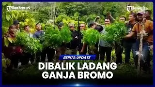 OTAK DIBALIK LADANG GANJA BROMO MASIH BURON, PERDAYA TIGA PELAKU LAIN