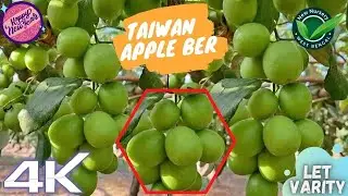 Taiwan apple ber plant farming