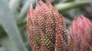 Treborth: North Wales Secret Botanical Garden