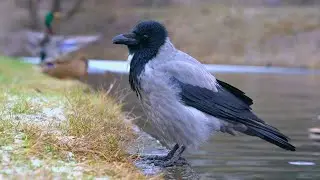 Mr. Goatee the Hooded Crow at the Half Frozen Moat Pond [4K]