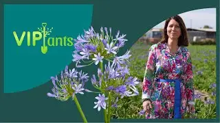 VIPlants: Agapanthus africanus