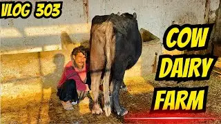 Buffalo & Cow Dairy Farm ASMR | Satisfying Milking Sounds || #buffalo #farming #animals #asmrvideo 