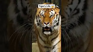 Tiger's Life 😱🐆 #usa #animals #tiger #wildlifedocumentary #wildlife #forest #nature #survival #facts
