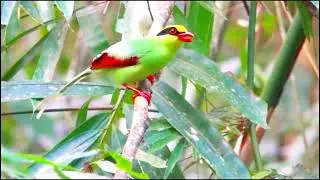 common green magpie (Cissa chinensis)