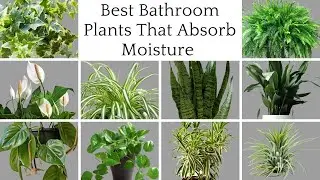 12 Bathroom Plants That Absorb Moisture / Indoor Plants That Absorb Humidity / Houseplants
