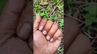 Some UNUSUAL animals #animal #wildlife #trending  #youtubeshorts #jujalarim