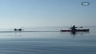 Kayak fishing with Dolphins, Firth of Forth 🤘🏻