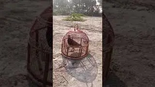 kala teetar ki awaz / kala teter mini chakri / kala teter #kalateetarkiawaz #birds #birdlovers
