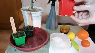 comment faire germer un p&eacute;pin d'agrumes citronnier Caviar, citronnier 4saisons orange et cl&eacute;mentine