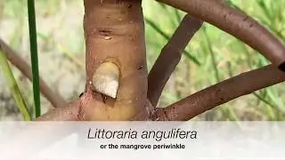 Littoraria angulifera