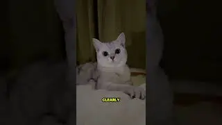 Why Cats Have Excellent Night Vision