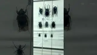Horned beetle | Bọ Hung Sừng 🪲🪲🪲