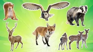 Forest animals for kids - Squirrel, owl, badger, fox, deer