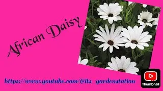 🌸Dimorphitheca/African Daisy flower,plant care n grow tips, African Daisy पौधे की देखभाल कैसे करें🌱👍