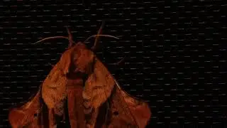 Unknown Moth - #16 of 20 - ambient light - ambient sound - night - calm