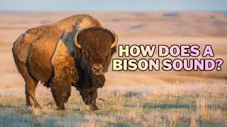 Bison Sound | How Does a Bison Sound? | How Do Bison Growl?