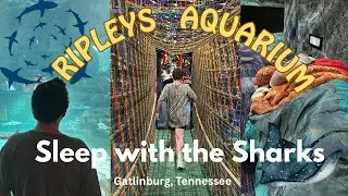 Staying the Night at Ripley’s Aquarium of the Smokies 