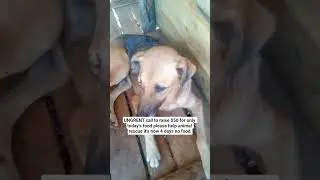 please help animal rescue to get food it's now 4 days no food #helpus #canyouhelp #pleasedonate