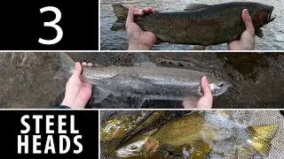 3 Steelheads to Start the Day - Wisconsin Great Lakes Steelhead Fishing 2019