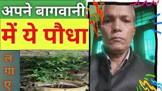24 August 2023Nim ka pattapatta nim kaneem