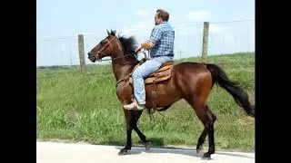 STANDARDBRED GELDING, BROKE TO RIDE AND DRIVE, TRAFFIC SAFE