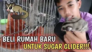 RUMAH BARU UNTUK SUGAR GLIDER, COMEL! | Aniq Samad