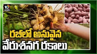 రబీలో అనువైన వేరుశనగ రకాలు | Suitable Peanut Varieties in Rabi Season | Matti Manishi | 10TV News