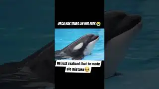 Orca dolphin crying 😭 Jessica #dolphin #attack #imotional #killar #animalattack