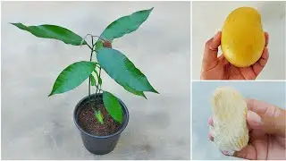 زراعة المانجو في المنزل خطوة خطوة وبكل سهولة أفضل طريقة شرح عملي