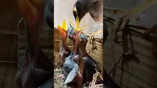 Beautiful Myna Family Inside the Box Nest #shorts