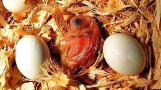 How to Prevent Your Parrots From Breaking Their Eggs
