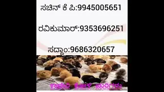 ಉತ್ತಮ ಕಾವೇರಿ ಕೋಳಿ ಮರಿಗಳು  ಪಶುವೈದ್ಯಕೀಯ ಮಹಾವಿದ್ಯಾಲಯ, ಶಿವಮೊಗ್ಗದಲ್ಲಿ ಲಭ್ಯವಿವೆ  Kaveri Chicks available !